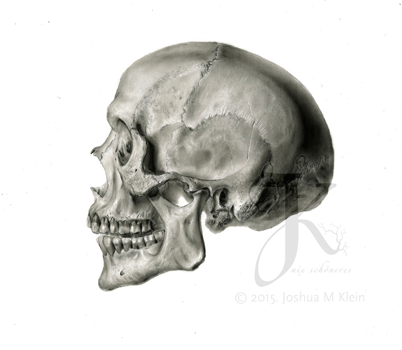 Carbon dust anatomical illustration of a human skull, osteology study