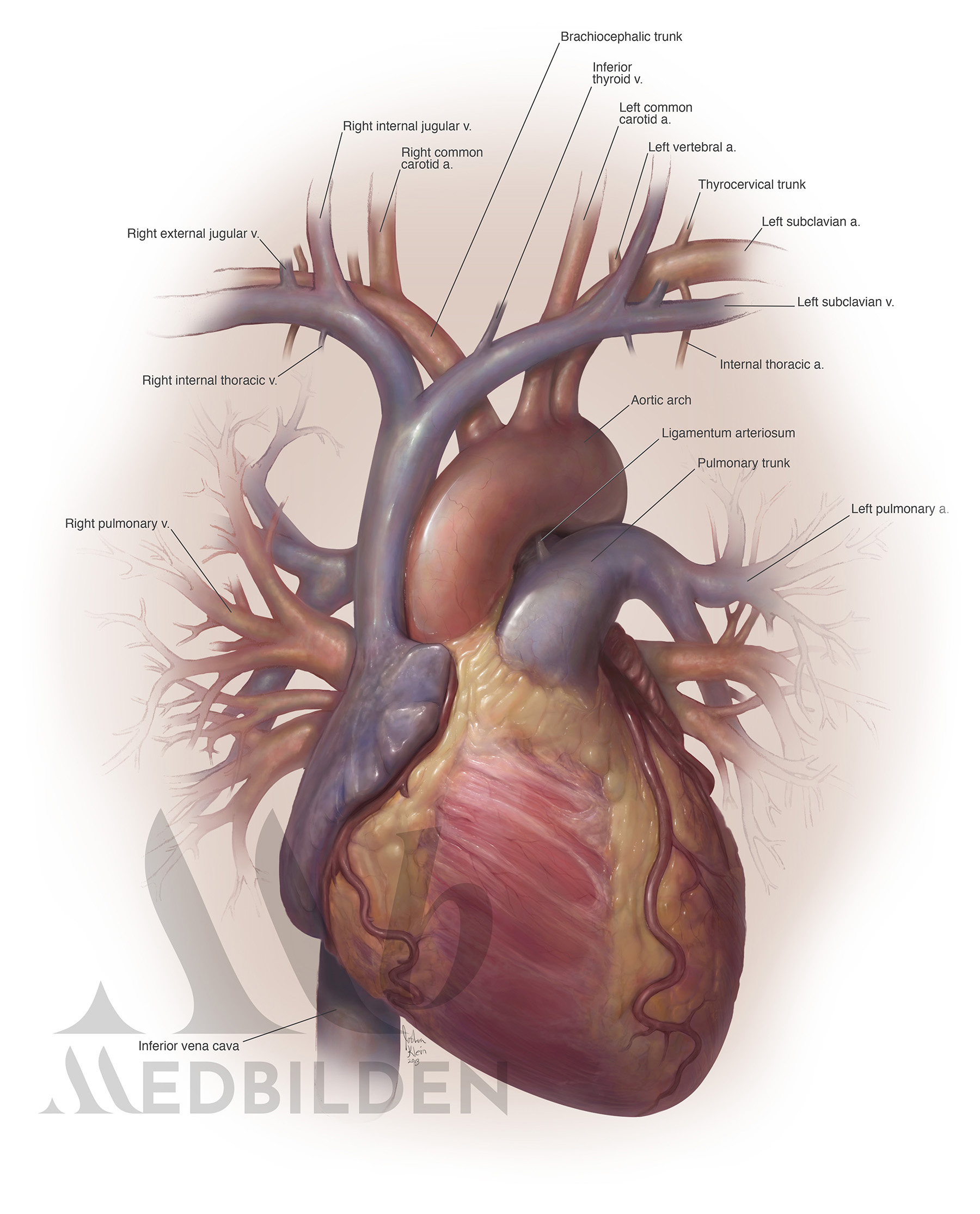 Cardiology illustration of the heart, cardiac and cardiothoracic anatomy