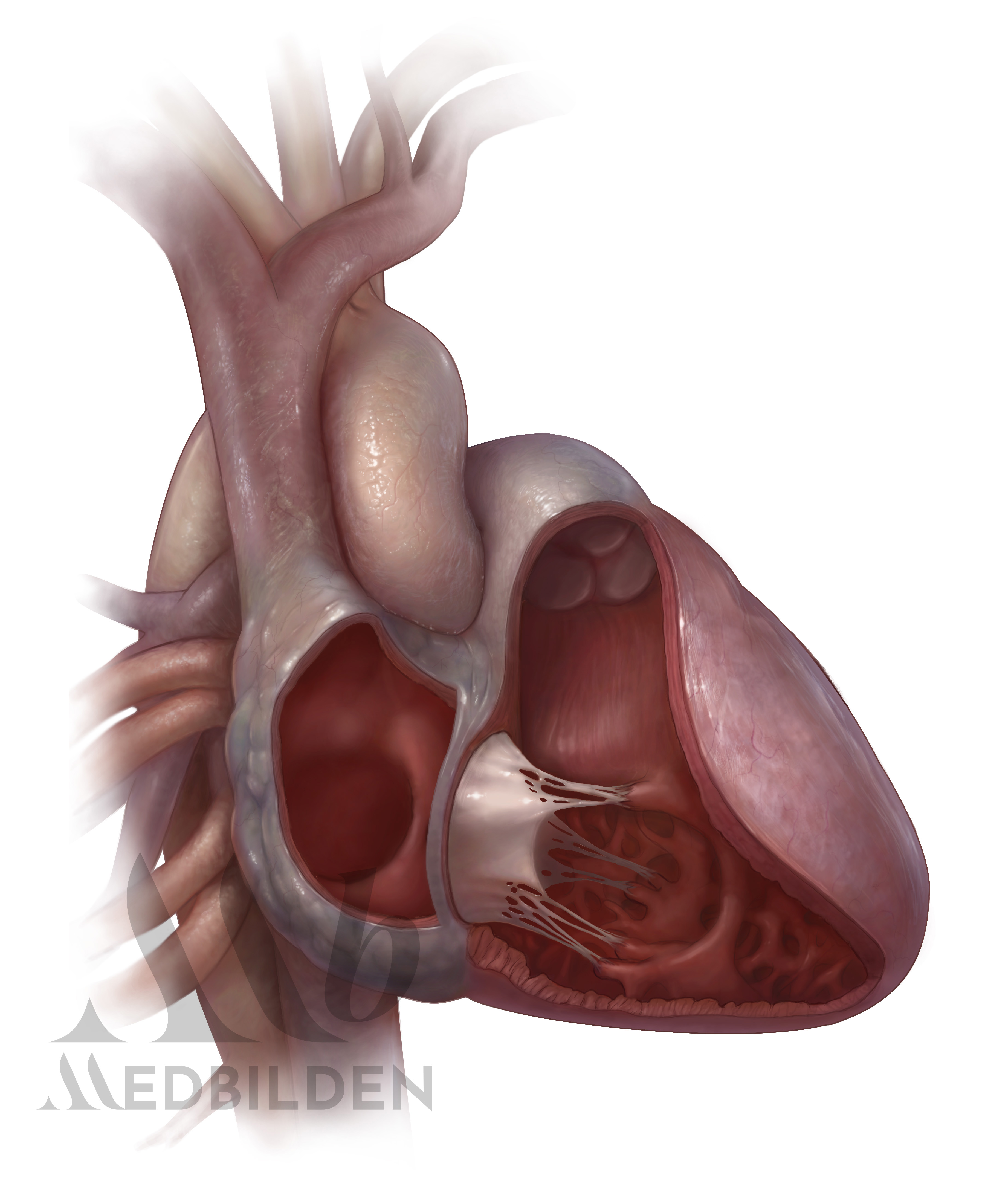 Cardiothoracic surgery illustration of the heart and thoracic anatomy